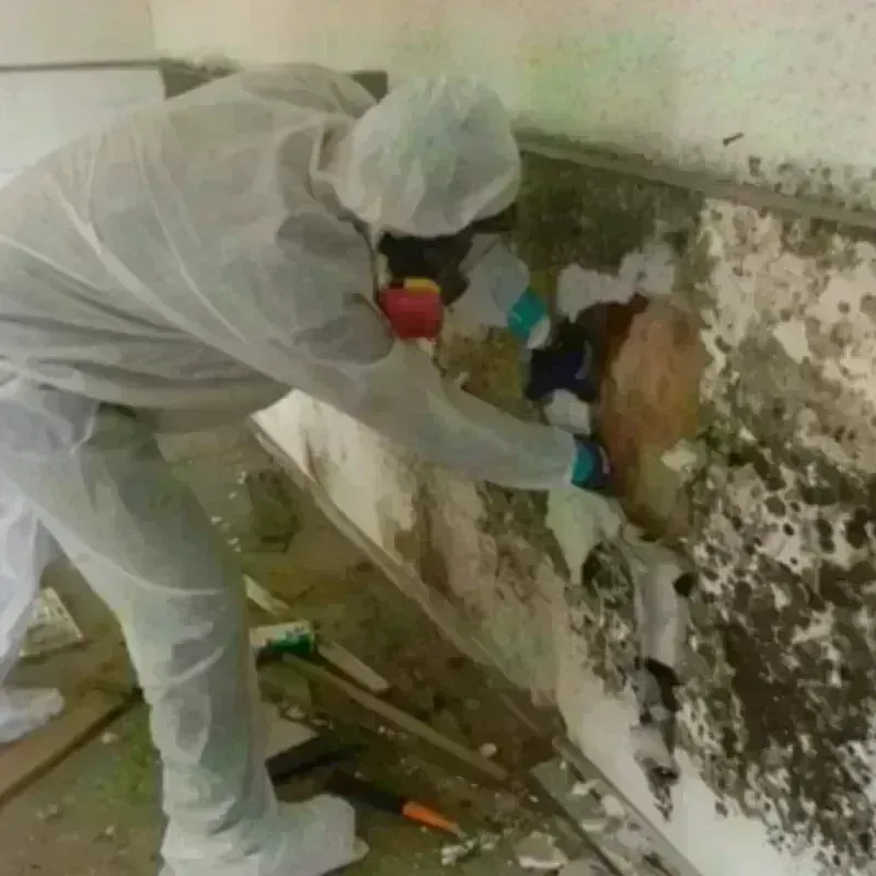 Mold Remediation and Removal in Koreatown, CA